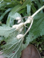 Dasineura dioicae