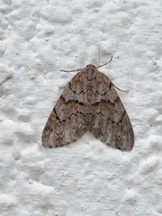 Geometridae