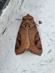 Noctuoidea
