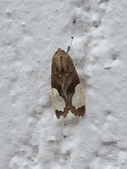 Bertholdia