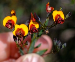 Daviesia pedunculata