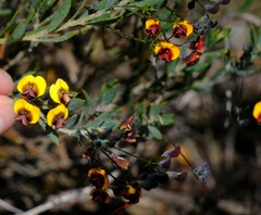 Daviesia pedunculata