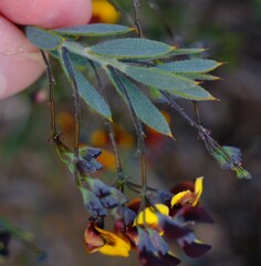 Daviesia pedunculata