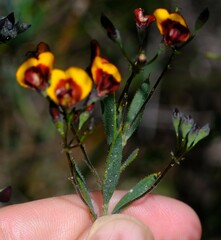 Daviesia pedunculata