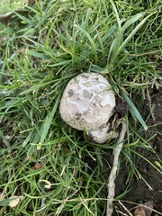 Agaricus bernardii