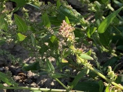 Atriplex prostrata