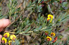 Daviesia pedunculata