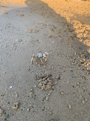 Mictyris longicarpus