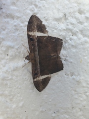 Hemeroblemma mexicana