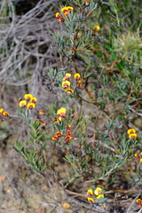 Daviesia pedunculata