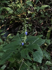 Salvia longispicata