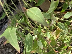 Atriplex prostrata