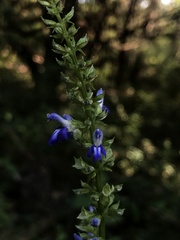 Salvia longispicata