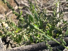 Atriplex prostrata