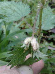 Dasineura dioicae