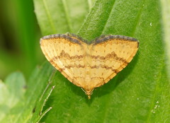 Chrysolarentia correlata