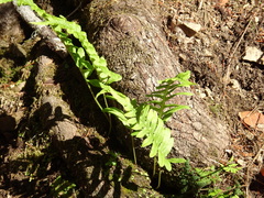 Polypodium calirhiza
