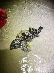 Chironemus marmoratus