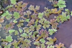 Azolla caroliniana