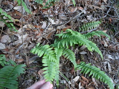 Polypodium calirhiza