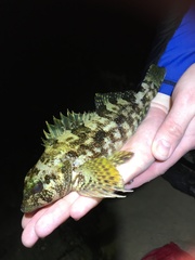 Chironemus marmoratus