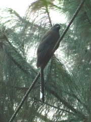 Trogon mexicanus