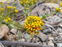 Quinchamalium chilense