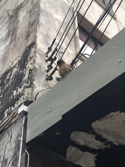 Daptrius chimango temucoensis