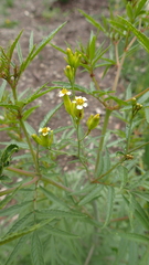 Tagetes terniflora