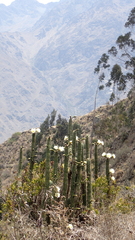 Trichocereus cuzcoensis