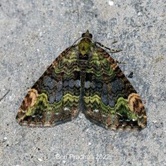 Xanthorhoe griseiviridis