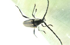 Sphaenothecus trilineatus