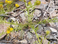 Quinchamalium chilense