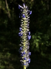 Salvia lavanduloides