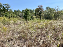 Euthamia caroliniana