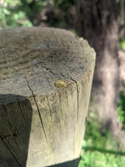 Paropsisterna cloelia