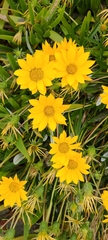 Gazania rigens
