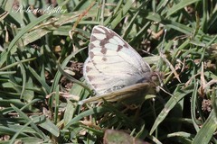 Phulia nymphula nymphula
