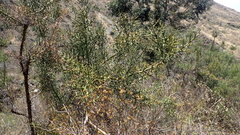 Colletia spinosissima