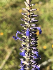 Salvia lavanduloides