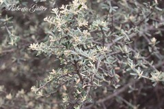 Atamisquea emarginata