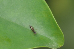 Synemosyna aurantiaca
