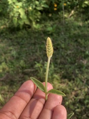 Salvia lavanduloides