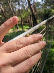 Paropsisterna cloelia