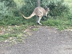 Osphranter robustus erubescens