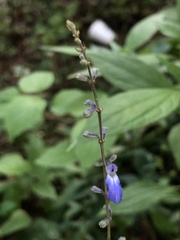 Salvia ramamoorthyana