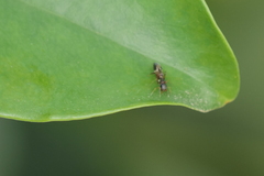 Synemosyna aurantiaca