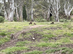 Osphranter robustus erubescens