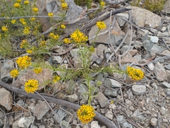 Quinchamalium chilense