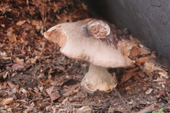 Volvopluteus gloiocephalus